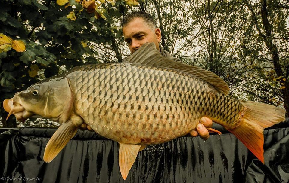 Carpfishing la modul meu 2015 - 1212262510445563489018941364485494686859006n.jpg